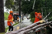 Chuva derruba árvore e interdita trecho de rodovia em Cedro de São João