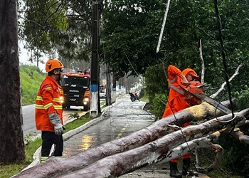 Chuva derruba árvore e interdita trecho de rodovia em Cedro de São João