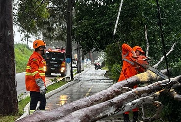 Chuva derruba árvore e interdita trecho de rodovia em Cedro de São João