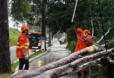 Chuva derruba árvore e interdita trecho de rodovia em Cedro de São João