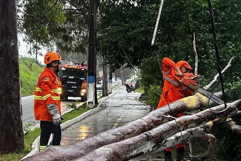Chuva derruba árvore e interdita trecho de rodovia em Cedro de São João