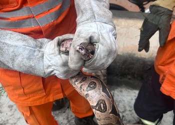 Cobras são capturadas em áreas residenciais no interior de Sergipe