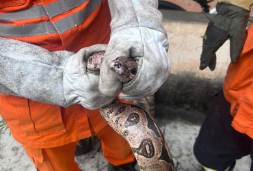 Cobras são capturadas em áreas residenciais no interior de Sergipe