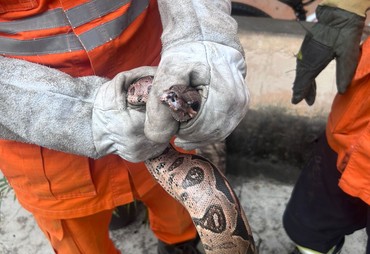 Cobras são capturadas em áreas residenciais no interior de Sergipe