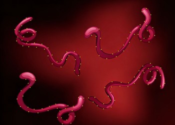Ebola acende alerta global, mas risco para o Brasil segue baixo