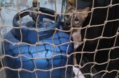 Raposa é resgatada após invadir casa em Itabaiana