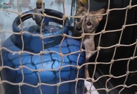 Raposa é resgatada após invadir casa em Itabaiana