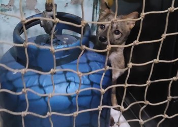Raposa é resgatada após invadir casa em Itabaiana