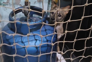 Raposa é resgatada após invadir casa em Itabaiana