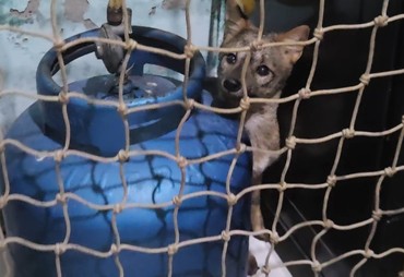 Raposa é resgatada após invadir casa em Itabaiana