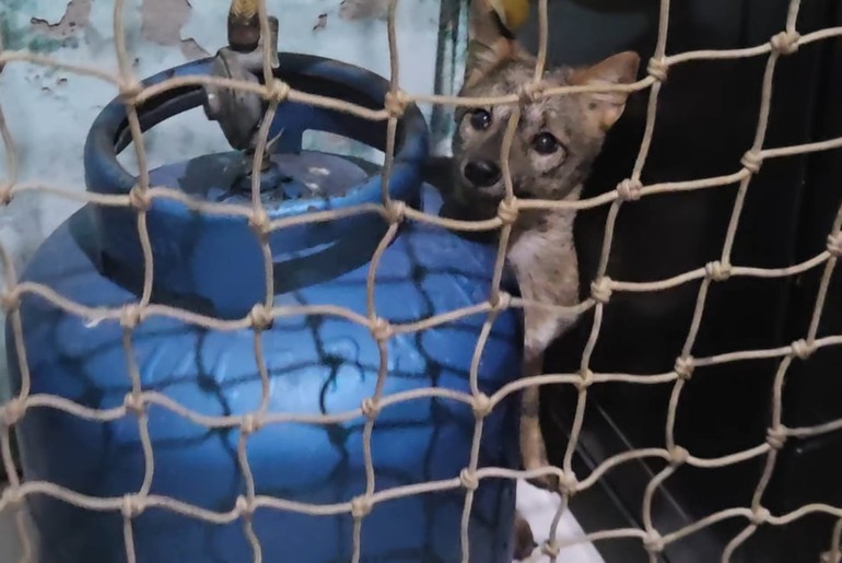 Raposa é resgatada após invadir casa em Itabaiana