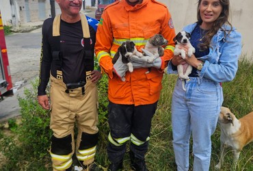 Bombeiros resgatam três filhotes de cachorro presos entre paredes em Nossa Senhora Aparecida