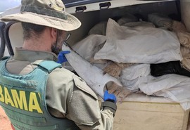 PRF apreende 1,6 tonelada de barbatanas de tubarão e bexigas natatórias em Sergipe