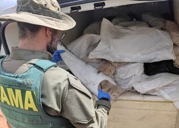 PRF apreende 1,6 tonelada de barbatanas de tubarão e bexigas natatórias em Sergipe