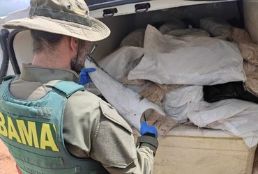 PRF apreende 1,6 tonelada de barbatanas de tubarão e bexigas natatórias em Sergipe