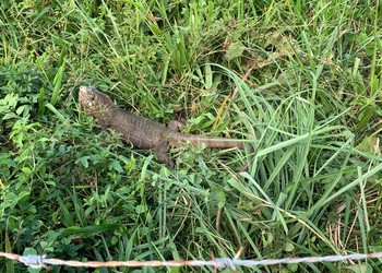 Iguana é resgatada pelos bombeiros em residência no Mosqueiro