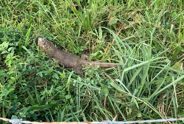 Iguana é resgatada pelos bombeiros em residência no Mosqueiro