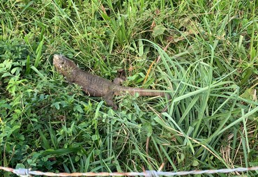 Iguana é resgatada pelos bombeiros em residência no Mosqueiro