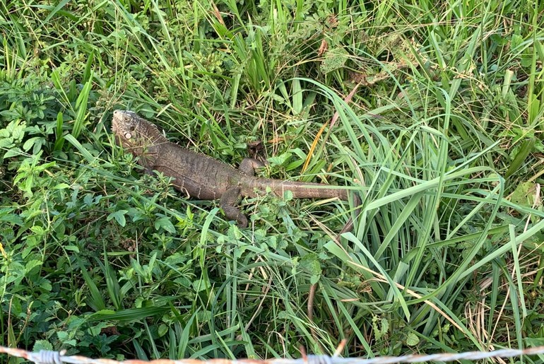 Iguana é resgatada pelos bombeiros em residência no Mosqueiro