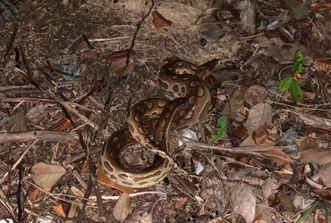Jiboia é capturada em residência no bairro Aruana, em Aracaju
