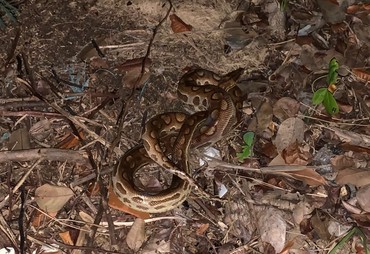 Jiboia é capturada em residência no bairro Aruana, em Aracaju