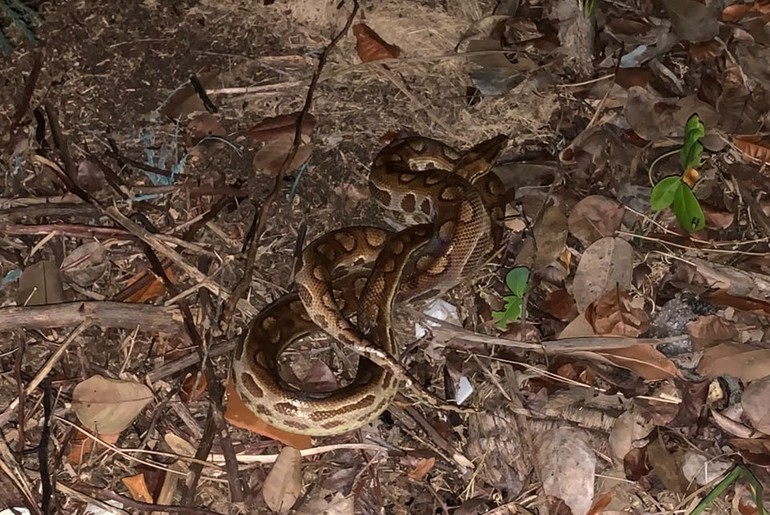 Jiboia é capturada em residência no bairro Aruana, em Aracaju