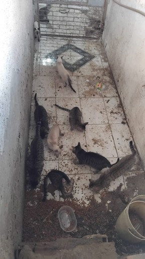 Cinco gatos são resgatados de imóvel no Bairro Siqueira Campos, em Aracaju