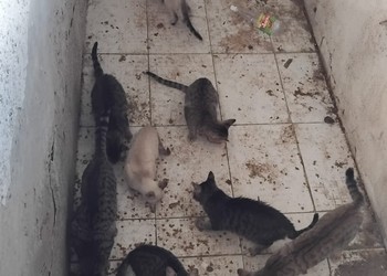 Cinco gatos são resgatados de imóvel no Bairro Siqueira Campos, em Aracaju