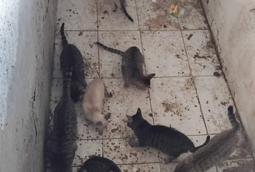 Cinco gatos são resgatados de imóvel no Bairro Siqueira Campos, em Aracaju