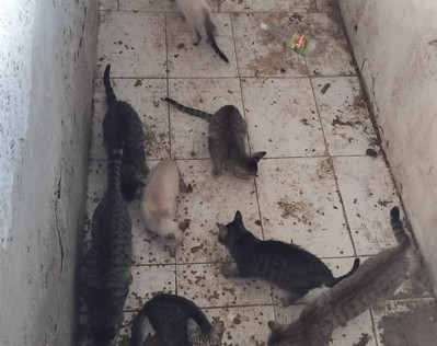 Cinco gatos são resgatados de imóvel no Bairro Siqueira Campos, em Aracaju
