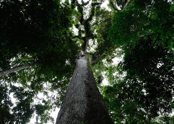 Lula sanciona PL do Licenciamento Ambiental com vetos para preservar proteção ambiental