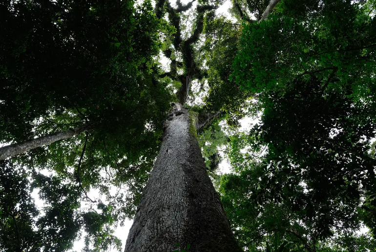 Lula sanciona PL do Licenciamento Ambiental com vetos para preservar proteção ambiental