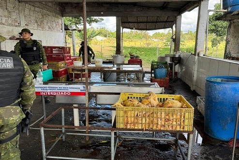 Abatedouro clandestino de aves é fechado em Itaporanga d’Ajuda
