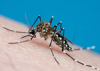 LIRAa aponta redução do Aedes aegypti em Aracaju; outros 25 bairros seguem em risco médio