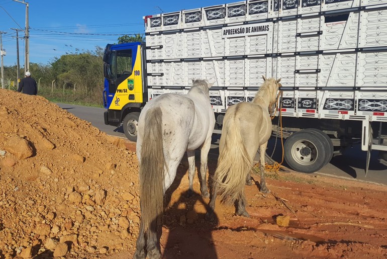 Três animais soltos são recolhidos em rodovias estaduais de Sergipe
