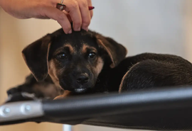 Lei regulamenta guarda compartilhada de pets após separação; entenda