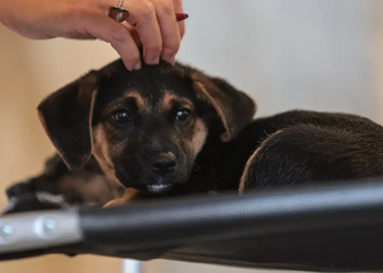 Lei regulamenta guarda compartilhada de pets após separação; entenda