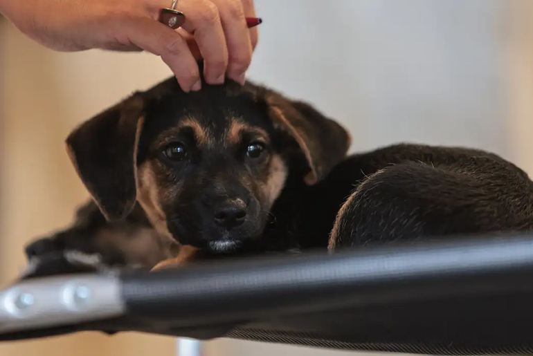 Lei regulamenta guarda compartilhada de pets após separação; entenda