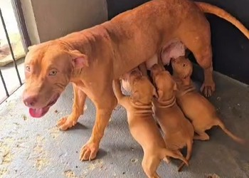 Homem é preso em flagrante por maus-tratos a cães em Aracaju