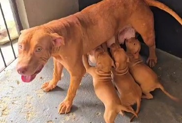 Homem é preso em flagrante por maus-tratos a cães em Aracaju