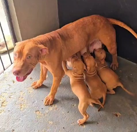Homem é preso em flagrante por maus-tratos a cães em Aracaju
