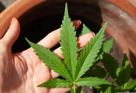 STJ autoriza cultivo de cânhamo industrial para fins medicinais no Brasil