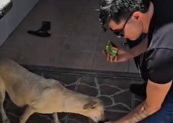 Após denúncias, cadela abandonada é resgatada no Santa Maria, em Aracaju