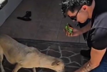 Após denúncias, cadela abandonada é resgatada no Santa Maria, em Aracaju