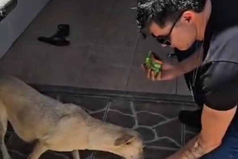 Após denúncias, cadela abandonada é resgatada no Santa Maria, em Aracaju