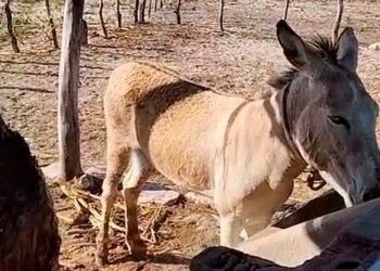 Homem é responsabilizado por mutilar jumento em Poço Redondo