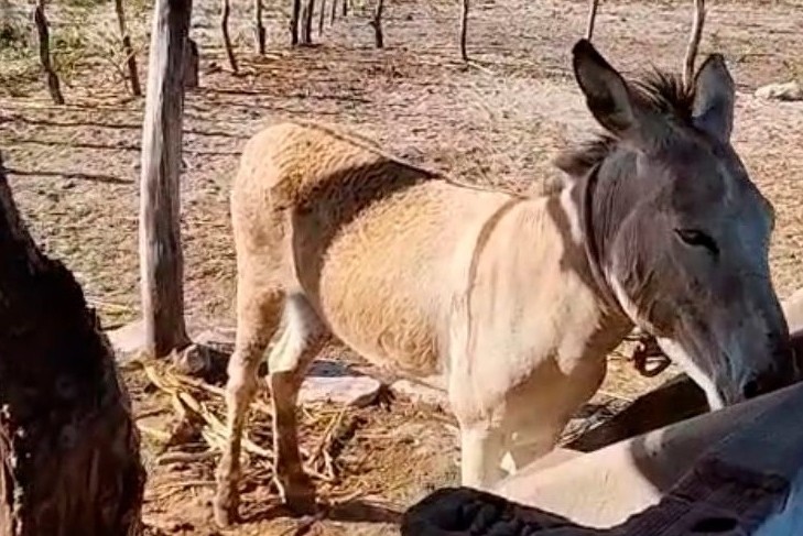 Homem é responsabilizado por mutilar jumento em Poço Redondo