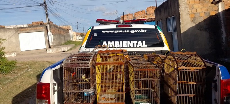 51 aves silvestres mantidas em cativeiros ilegais são apreendidas em Sergipe