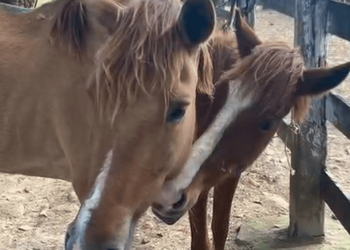 Cavalos vítimas de maus-tratos são resgatados em Aracaju