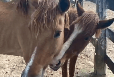 Cavalos vítimas de maus-tratos são resgatados em Aracaju
